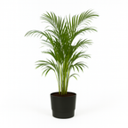 Palmier Areca en pot design – Plante d’intérieur tropicale 110 cm avec cache-pot Elho Greenville Ø21 cm