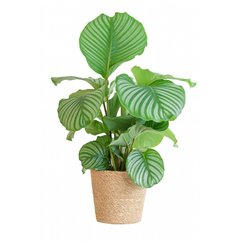 Calathea Orbifolia avec panier Sofia naturel – 65 cm Ø21