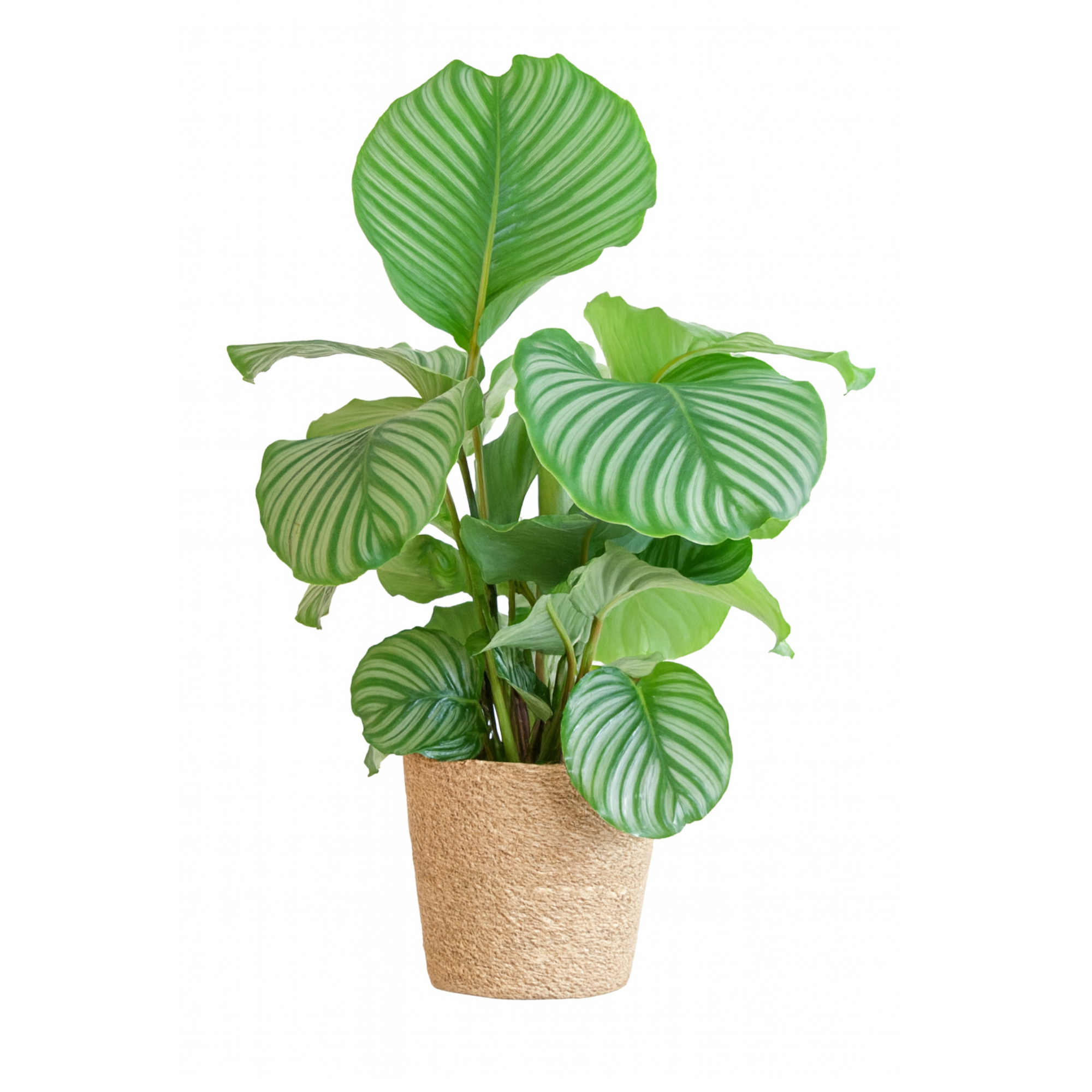 Calathea Orbifolia avec panier Sofia naturel – 65 cm Ø21