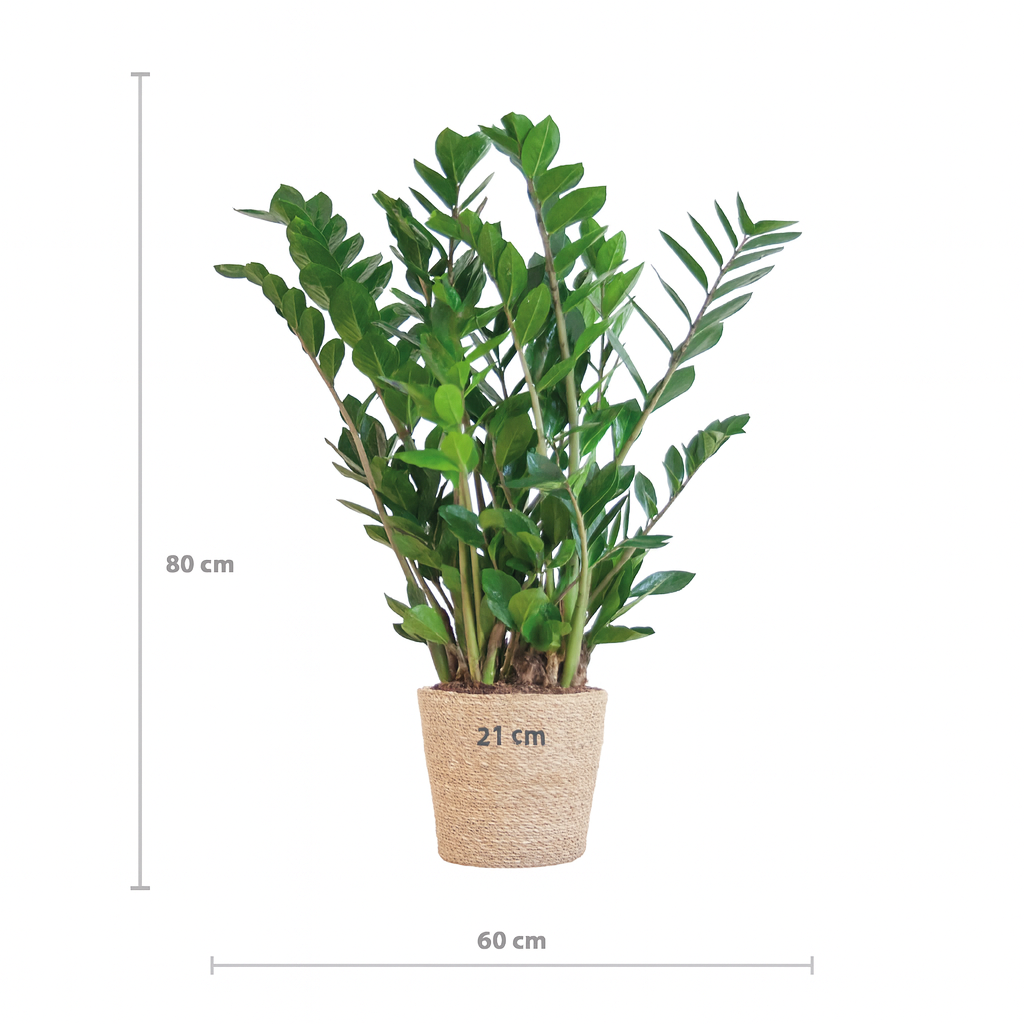 Zamioculcas Zamiifolia avec Panier Sofia – 80 cm | Élégance & Robustesse Naturelle