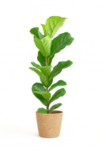 Ficus Lyrata 80 cm avec Pot Sofia Ø21 en Jonc de Mer – Vioolbladplant, Élégance Naturelle