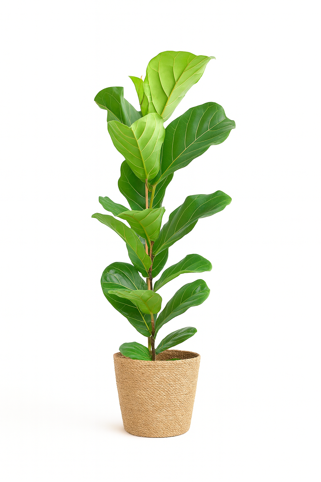 Ficus Lyrata 80 cm avec Pot Sofia Ø21 en Jonc de Mer – Vioolbladplant, Élégance Naturelle
