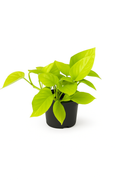 Epipremnum Golden Pothos – Scindapsus aureus – Hanging tropical plant