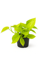 Epipremnum Golden Pothos – Scindapsus aureus – Plante tropicale retombante
