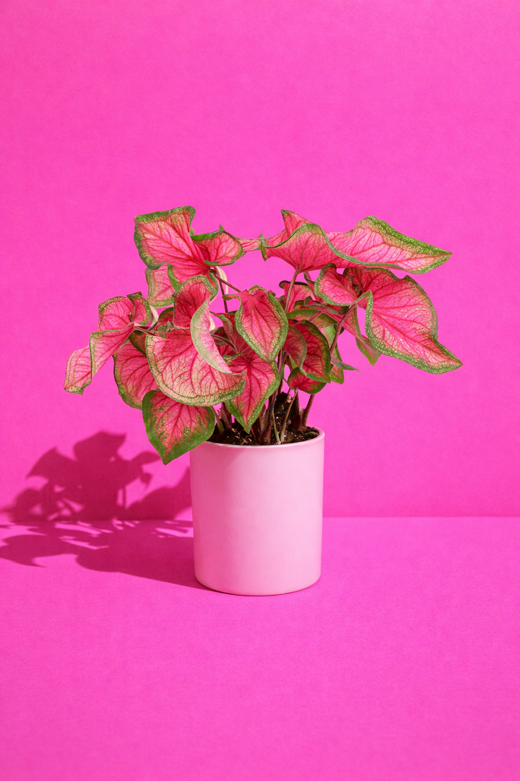 Caladium Sweetheart Ø12 cm – Plante tropicale d’intérieur rose 20–30 cm