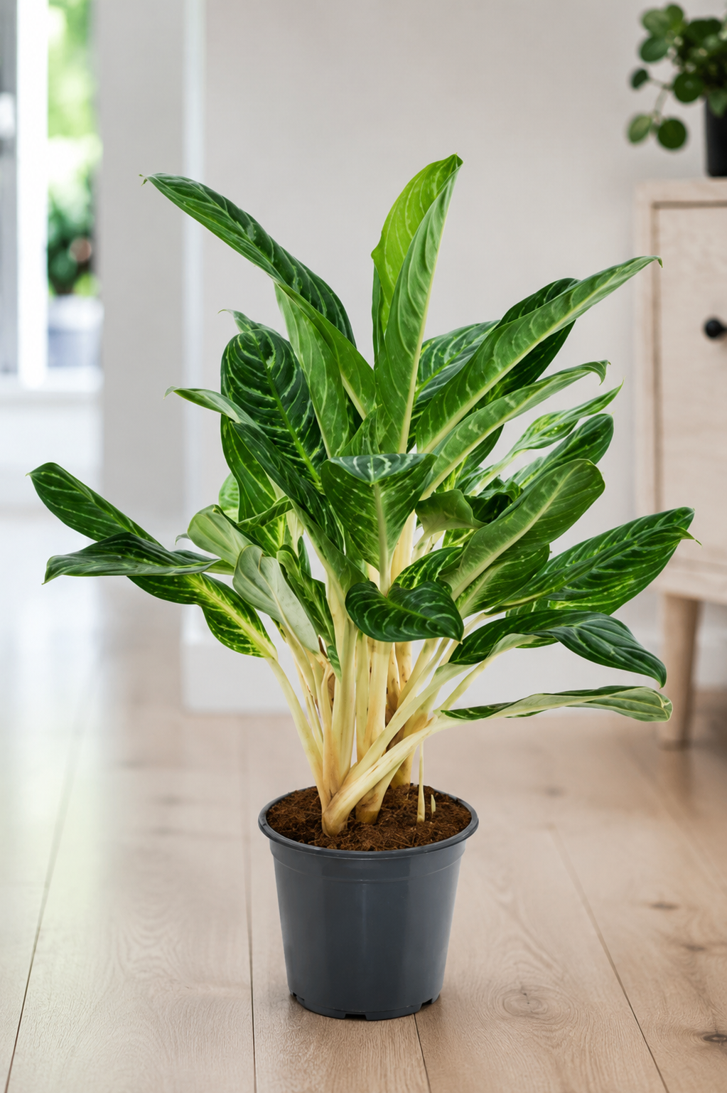 Aglaonema Keylime – Grande plante d'intérieur tropicale – Ø21 cm – Env. 70 cm