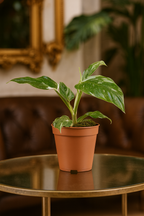 Philodendron White Princess – Plante rare & marbrures uniques (B Grade) – Ø12 cm – 30 cm