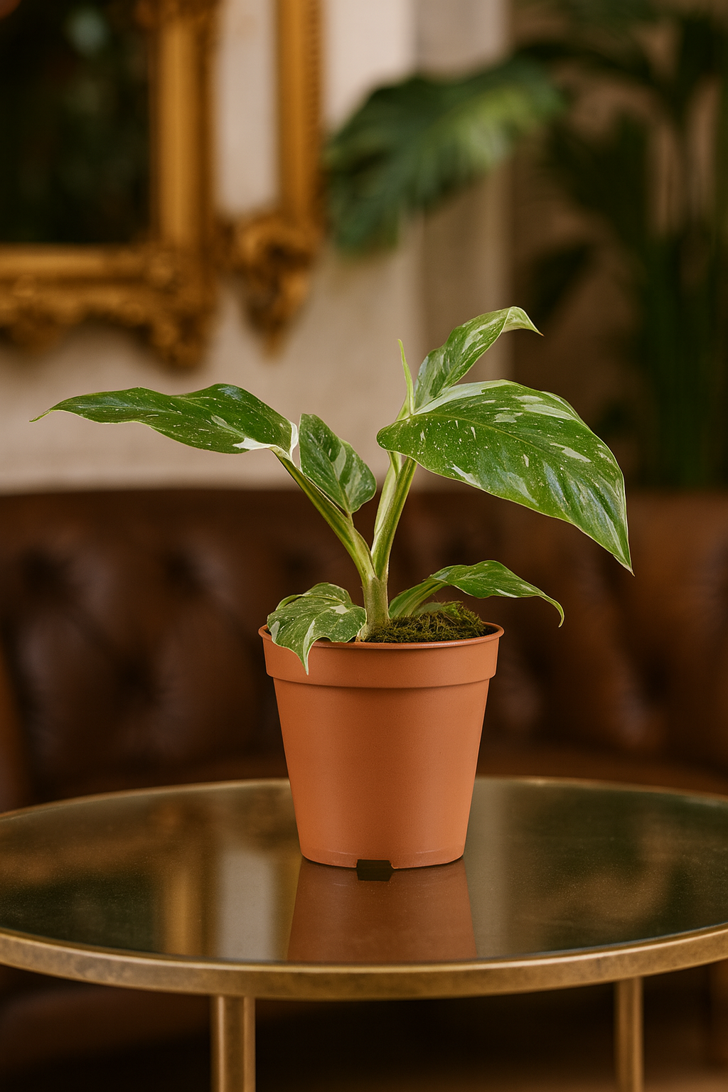 Philodendron White Princess – Plante rare & marbrures uniques (B Grade) – Ø12 cm – 30 cm