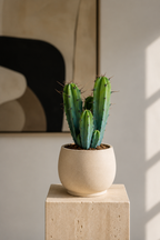 Myrtillocactus Geometrizans – Blue-Green Columnar Cactus – 17 cm – Without Pot