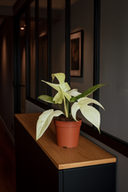 Philodendron Florida Ghost Ø12 cm – Plante rare au feuillage blanc 30 cm