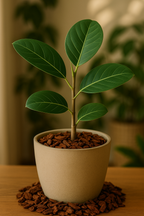 Écorce de Pin Française 15–30 mm – Décoration naturelle & élégante