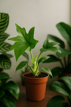 Philodendron Warszewiczii – Feuillage sculptural & esprit tropical – Ø12 cm – 30 cm