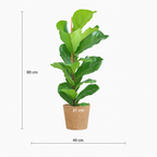 Ficus Lyrata 80 cm avec Pot Sofia Ø21 en Jonc de Mer – Vioolbladplant, Élégance Naturelle