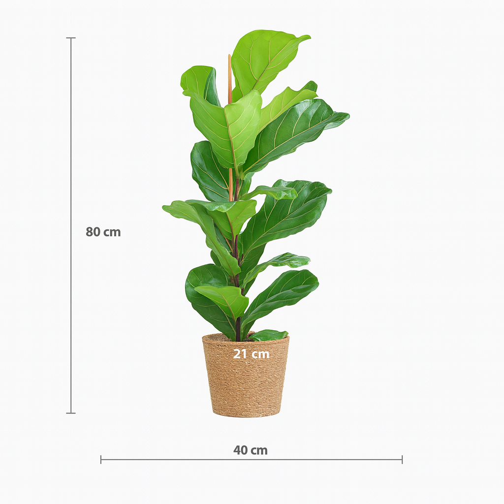 Ficus Lyrata 80 cm avec Pot Sofia Ø21 en Jonc de Mer – Vioolbladplant, Élégance Naturelle