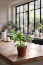 Philodendron Warszewiczii – Feuillage sculptural & esprit tropical – Ø12 cm – 30 cm