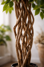 Ficus Liana artificiel 170 cm – Plante artificielle Ficus décorative réaliste