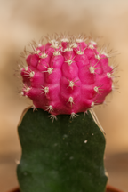 Gymnocalycium Mix – Trio de Cactus Greffés – Ø5,5 cm / ≈16-22cm – Lot de 3