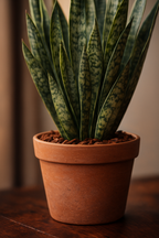 Écorce de Pin Française 15–30 mm – Décoration naturelle & élégante