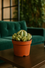 Euphorbia Meloformis Variegata – Succulente rare, Ø10,5 cm – 21 cm