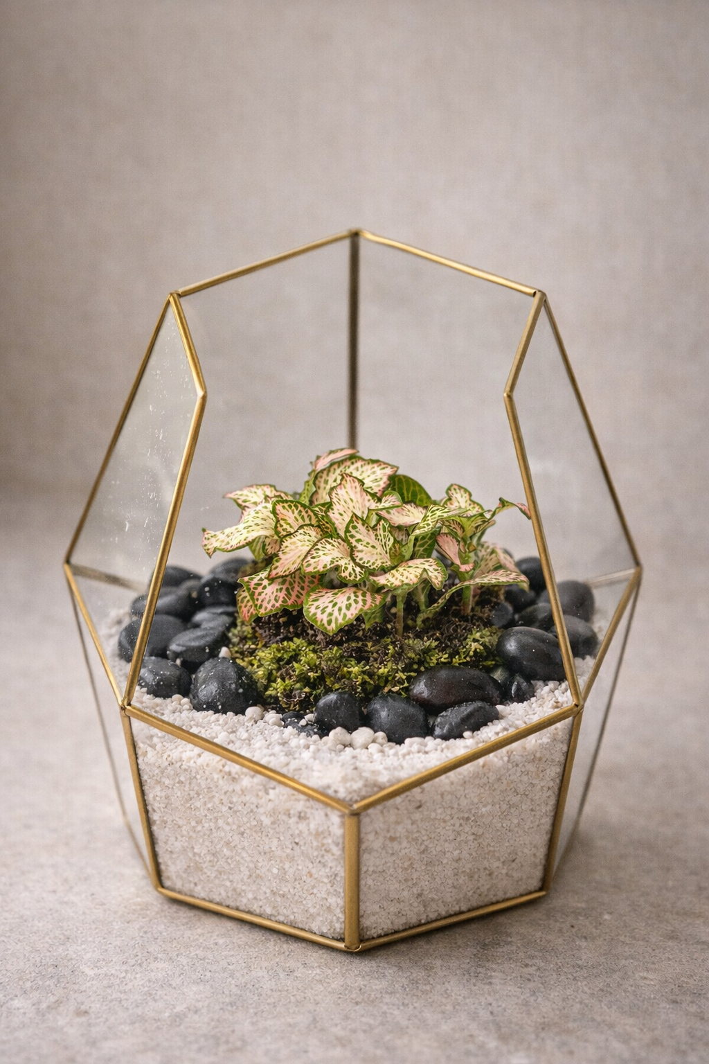 Fittonia Pink Tiger – Plante Mosaïque Rose Tropicale – Fittonia d’Intérieur Ø8,5 cm