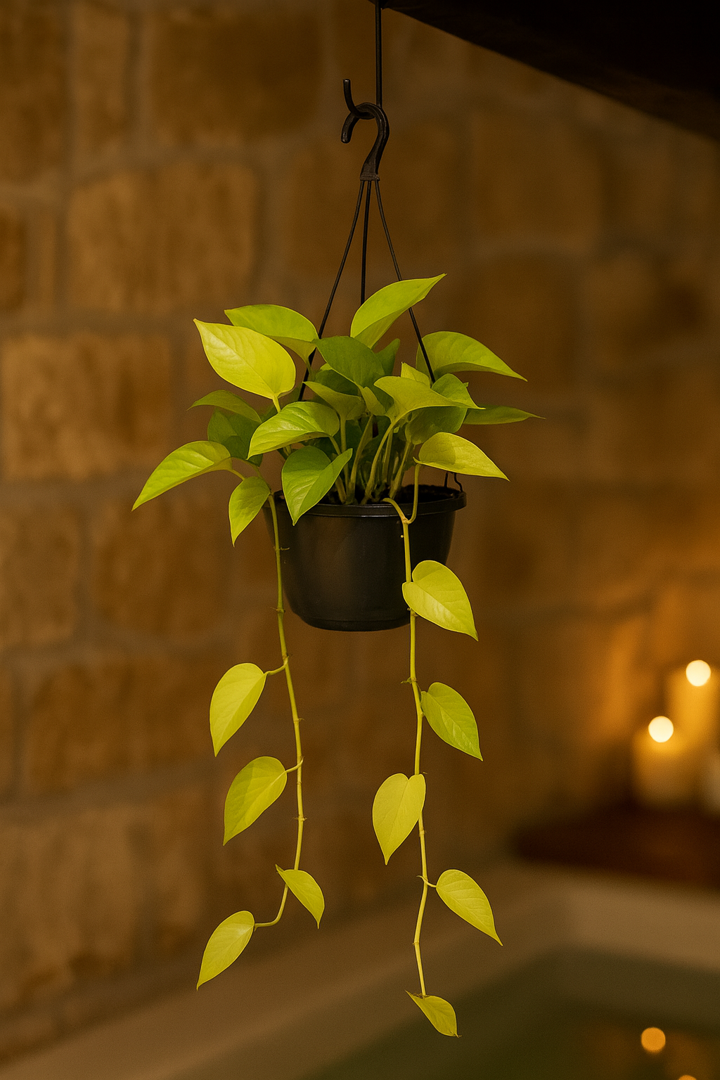 Epipremnum Golden Pothos – Scindapsus aureus – Plante tropicale retombante
