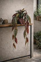 Begonia Maculata artificielle 80 cm – Plante décorative à pois ultra-réaliste