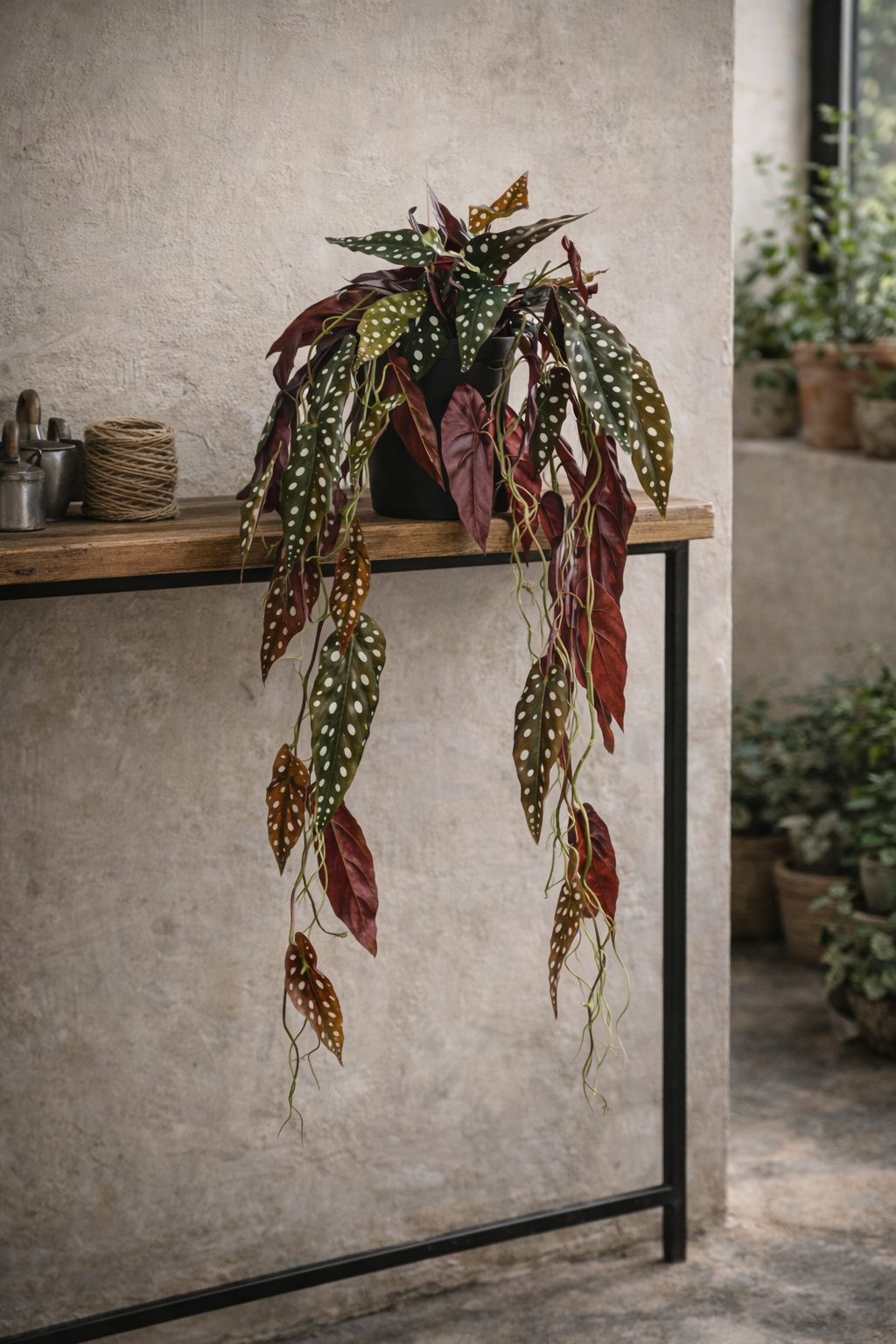 Begonia Maculata artificielle 80 cm – Plante décorative à pois ultra-réaliste