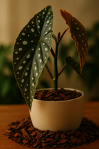 Écorce de Pin Française 15–30 mm – Décoration naturelle & élégante