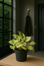 Epipremnum “Marble Queen” — Scindapsus Happy Leaf — Ø12 cm — 20 cm