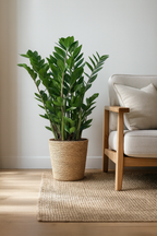 Zamioculcas Zamiifolia avec Panier Sofia – 80 cm | Élégance & Robustesse Naturelle