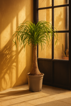 Beaucarnea Recurvata — Pied d’Éléphant — Élégance naturelle & tronc sculptural