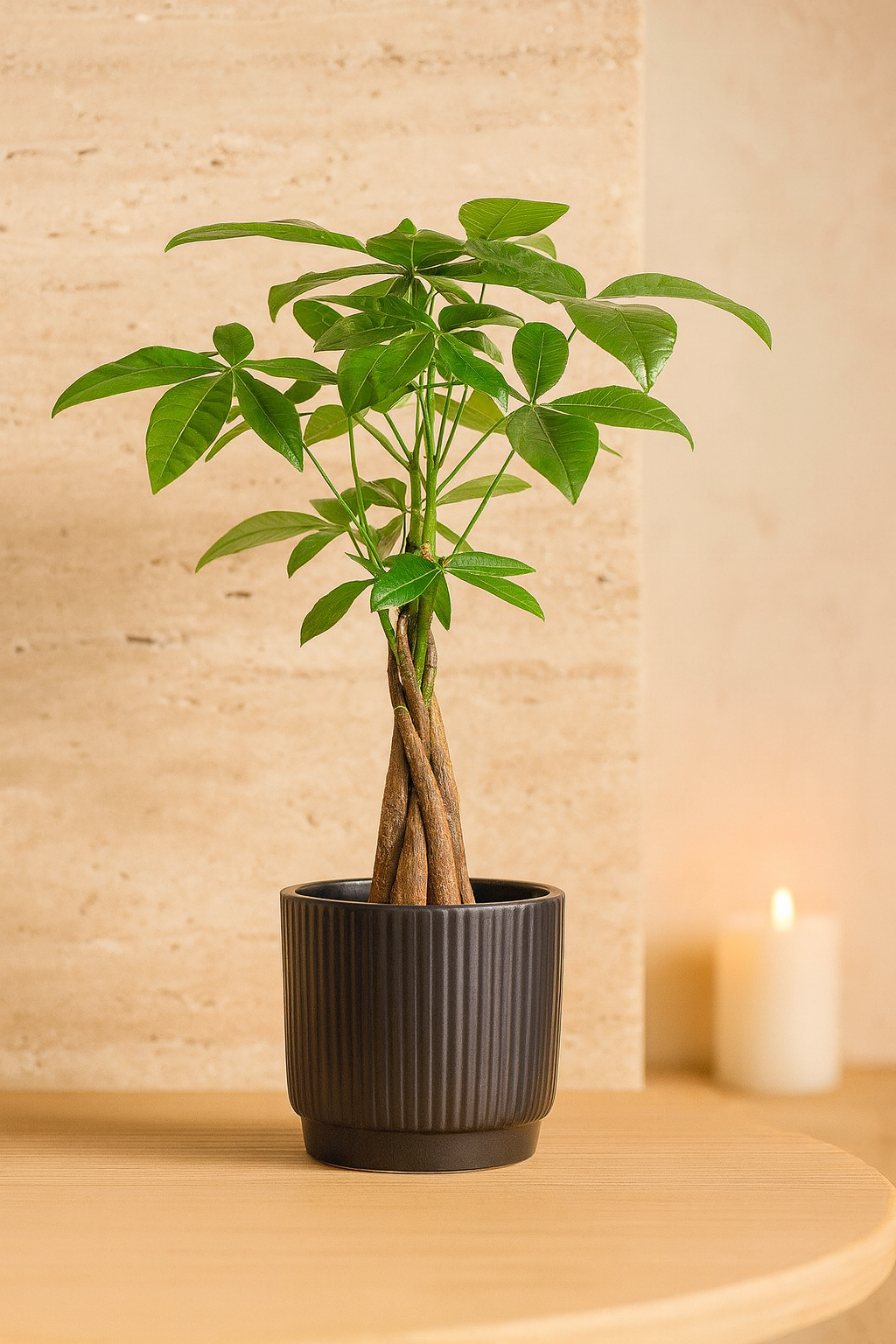 Pachira Aquatica – 45 cm – P&PURE Collection Céramique Noire ou Panier Naturel – Pot Ø12 cm