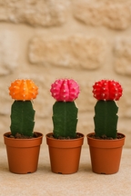 Gymnocalycium Mix – Trio de Cactus Greffés – Ø5,5 cm / ≈16-22cm – Lot de 3