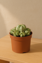 Euphorbia Meloformis Variegata – Succulente rare, Ø10,5 cm – 21 cm