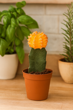 Gymnocalycium Mix – Trio de Cactus Greffés – Ø5,5 cm / ≈16-22cm – Lot de 3