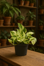 Epipremnum “Marble Queen” — Scindapsus Happy Leaf — Ø12 cm — 20 cm