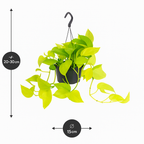 Epipremnum Golden Pothos – Scindapsus aureus – Plante tropicale retombante
