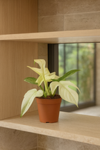 Philodendron Florida Ghost Ø12 cm – Plante rare au feuillage blanc 30 cm