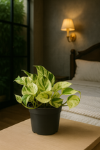 Epipremnum “Marble Queen” — Scindapsus Happy Leaf — Ø12 cm — 20 cm