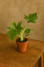 Philodendron Warszewiczii – Feuillage sculptural & esprit tropical – Ø12 cm – 30 cm
