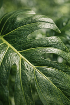 Artificial Monstera 180 cm – Large Decorative Tropical Plant