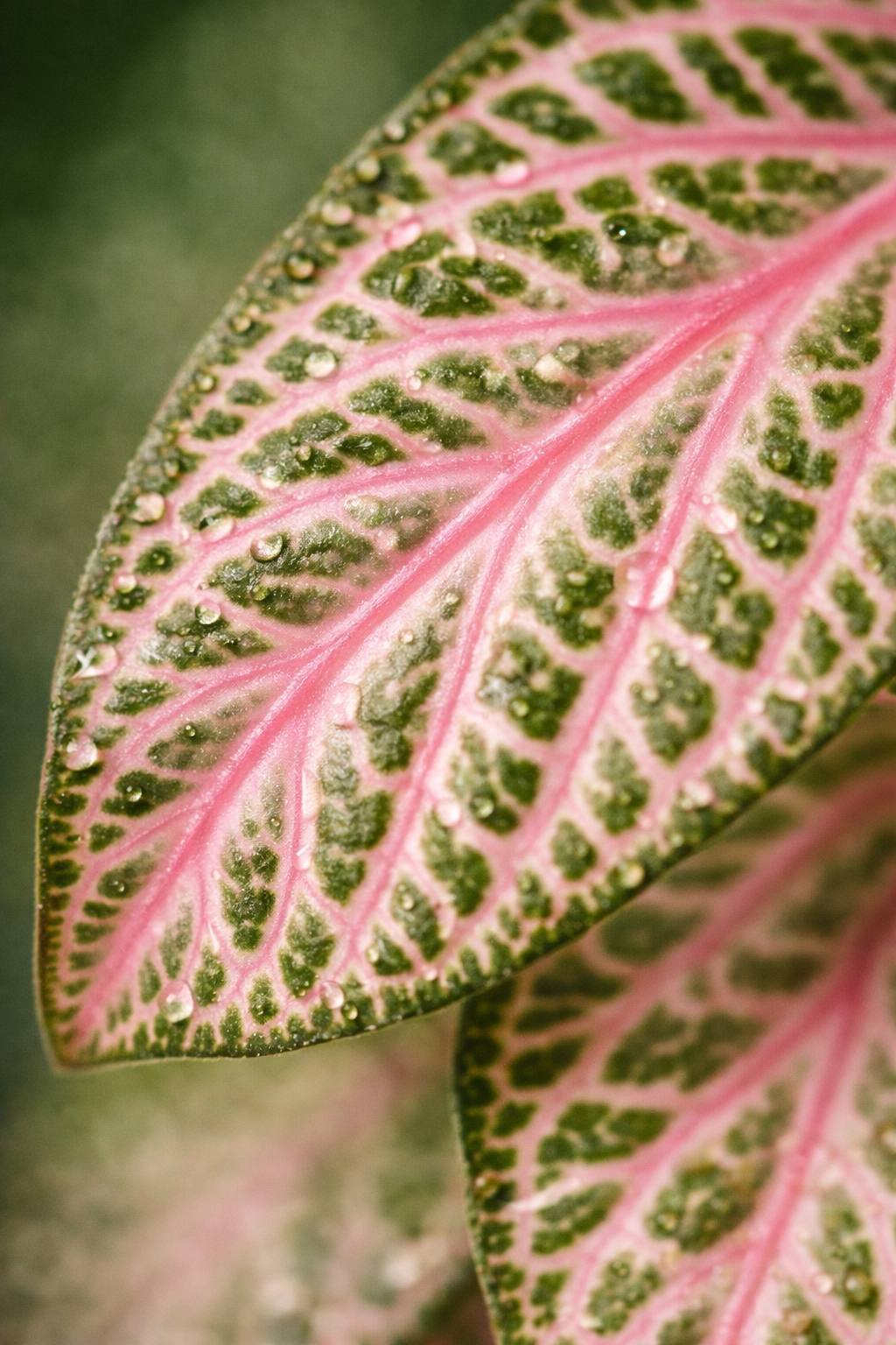 Fittonia Pink Tiger – Plante Mosaïque Rose Tropicale – Fittonia d’Intérieur Ø8,5 cm