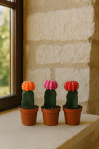 Gymnocalycium Mix – Trio de Cactus Greffés – Ø5,5 cm / ≈16-22cm – Lot de 3