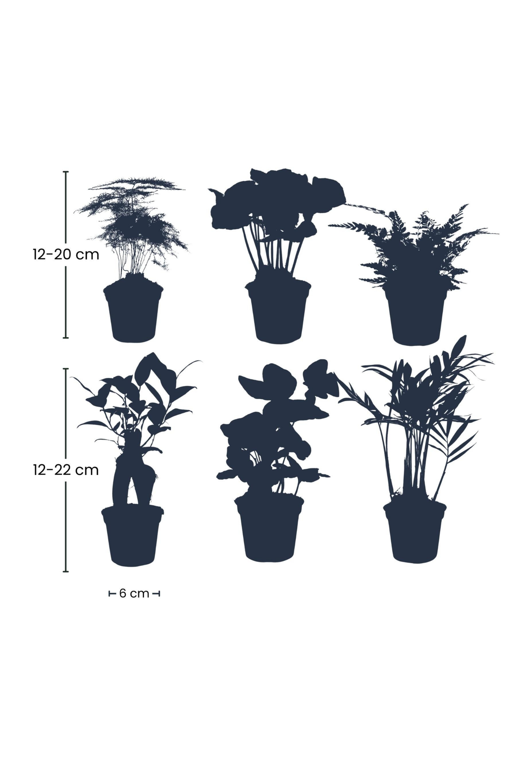 Set de 6 Mini Plantes Vertes – Pot Ø6 cm | Asparagus, Coffea Arabica, Ficus Ginseng, Fougère, Hedera, Bergpalm