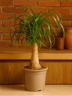 Beaucarnea Recurvata — Pied d’Éléphant — Élégance naturelle & tronc sculptural