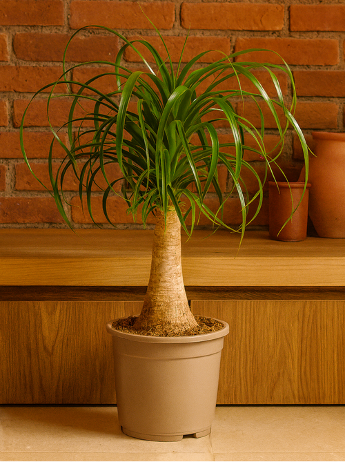 Beaucarnea Recurvata — Pied d’Éléphant — Élégance naturelle & tronc sculptural