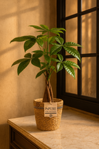 Pachira Aquatica – 45 cm – P&PURE Collection Céramique Noire ou Panier Naturel – Pot Ø12 cm