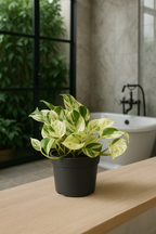 Epipremnum “Marble Queen” — Scindapsus Happy Leaf — Ø12 cm — 20 cm