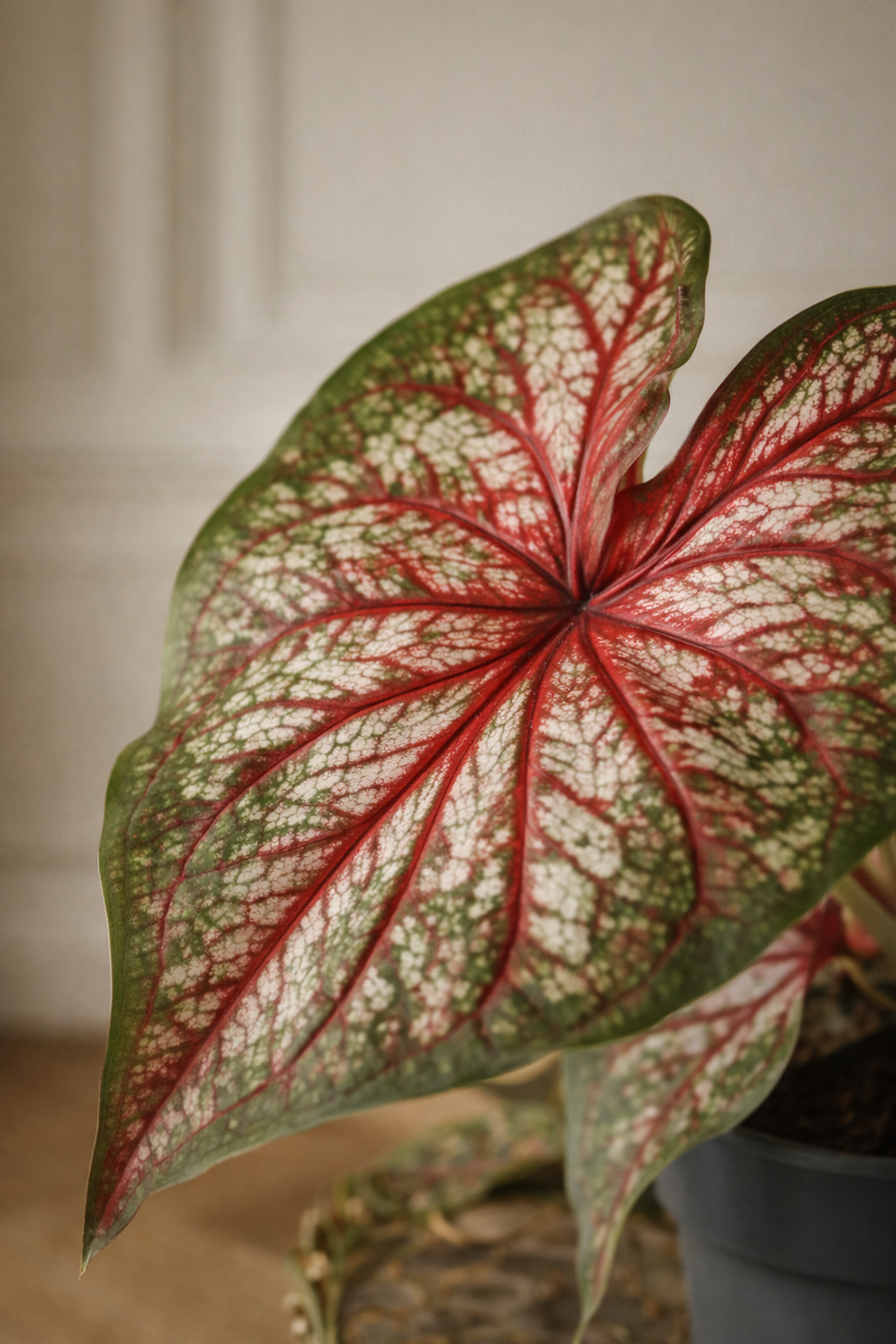 Caladium Bicolor – Plante Tropicale d’Intérieur au Feuillage Vert & Blanc Contrasté – Ø12 cm (25–40 cm)