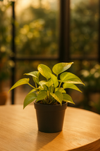 Epipremnum Golden Pothos – Scindapsus aureus – Plante tropicale retombante